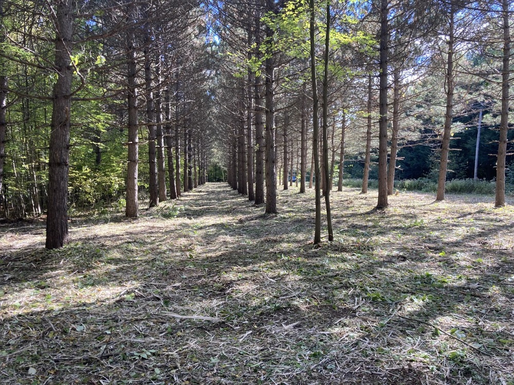 Broyage forestier - plantation 3